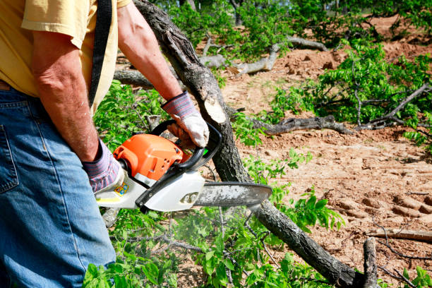 Best Utility Line Clearance  in Crest, CA